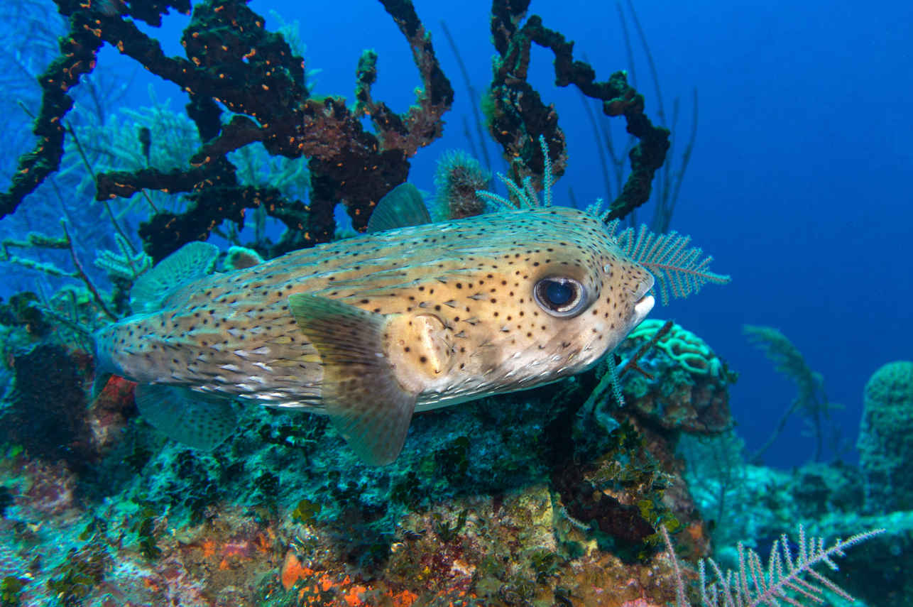海洋生物 - Turks and Caicos Explorer II