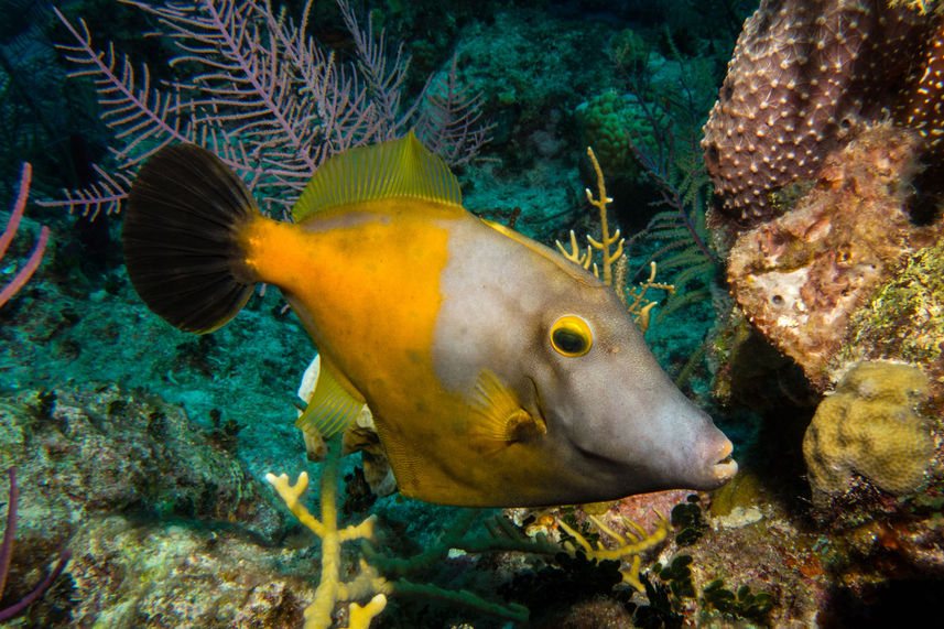 Vie aquatique - Turks and Caicos Explorer