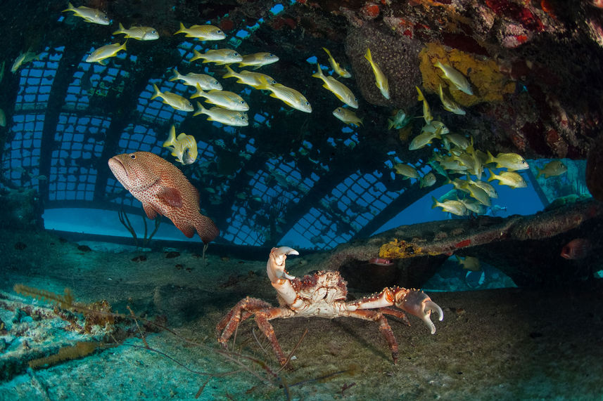 Vie aquatique - Turks and Caicos Explorer