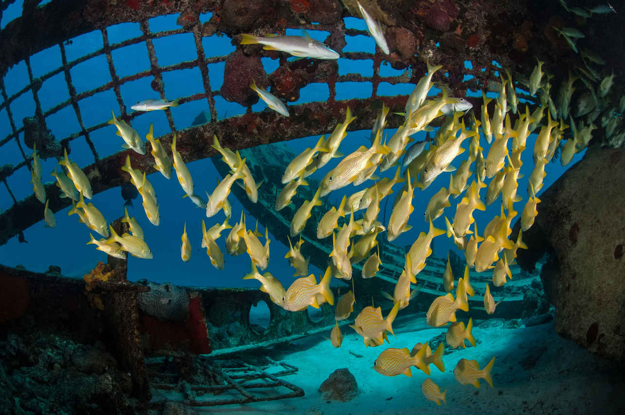 海洋生物 - Turks and Caicos Explorer II