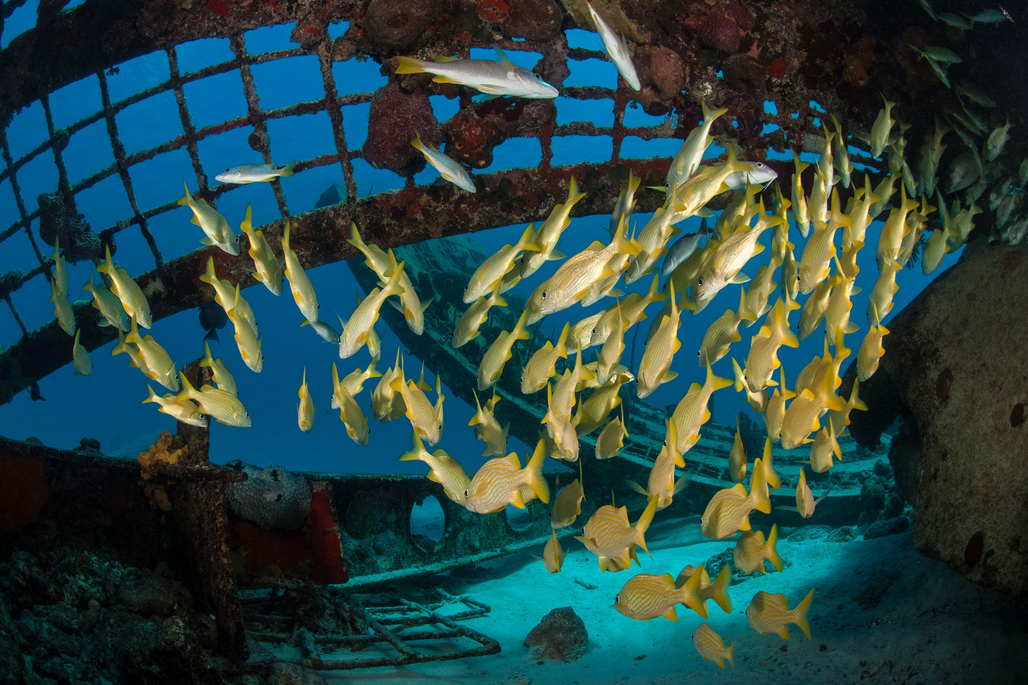 Onderwaterleven - Turks and Caicos Explorer
