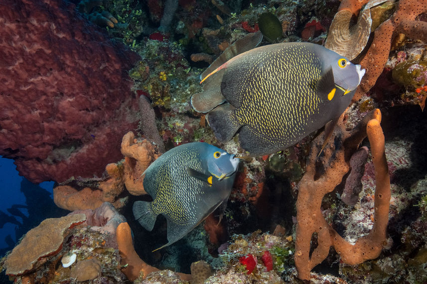 Marine Life - Turks and Caicos Explorer