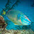 Marine Life - Turks and Caicos Explorer II