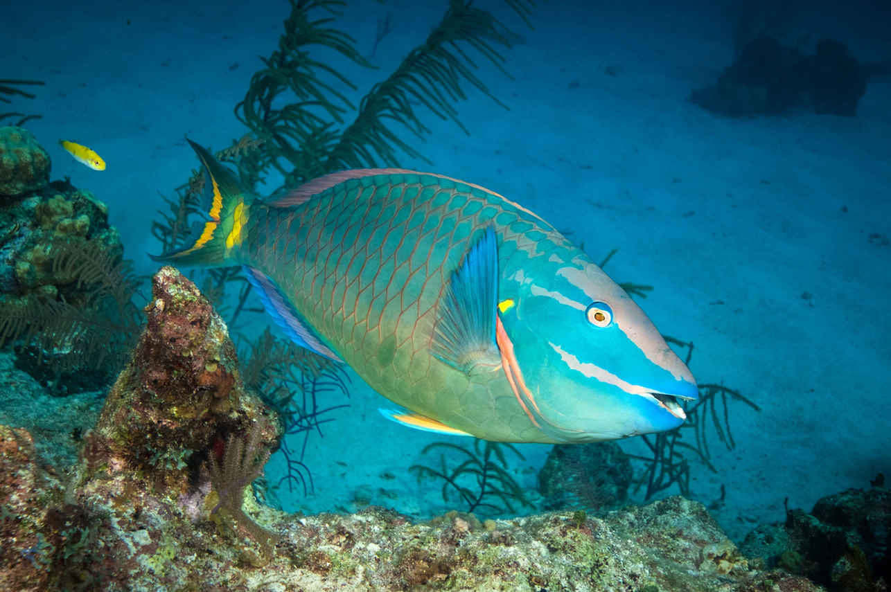海洋生物 - Turks and Caicos Explorer II