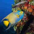 Marine Life - Turks and Caicos Explorer II