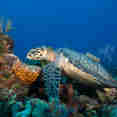 Marine Life - Turks and Caicos Explorer II
