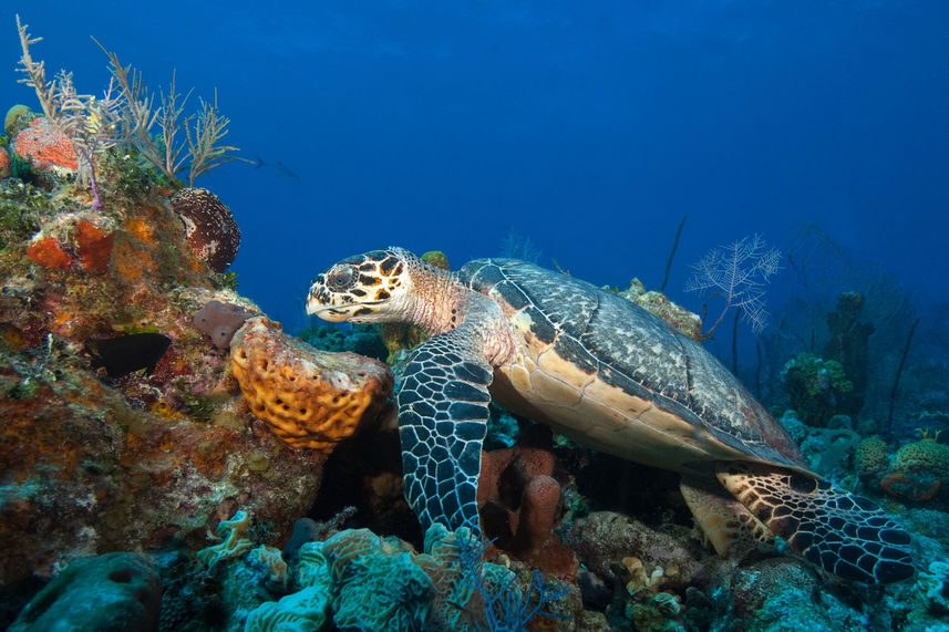 海洋生物 - Turks and Caicos Explorer