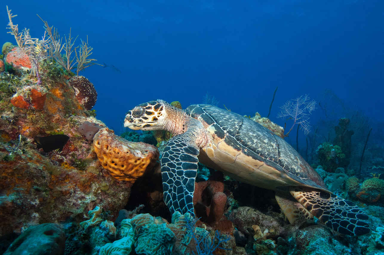 海洋生物 - Turks and Caicos Explorer II