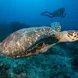 Marine Life - Turks and Caicos Explorer