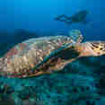 Marine Life - Turks and Caicos Explorer II