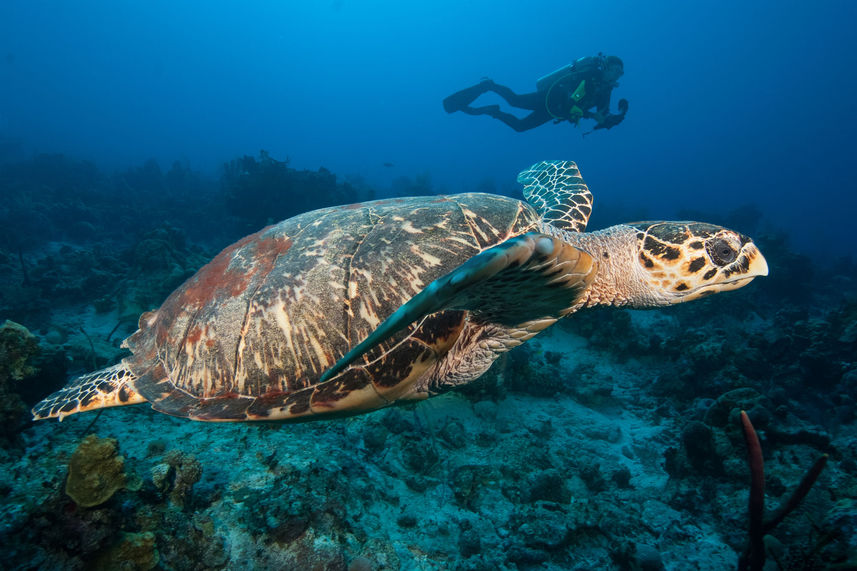 Подводный мир - Turks and Caicos Explorer