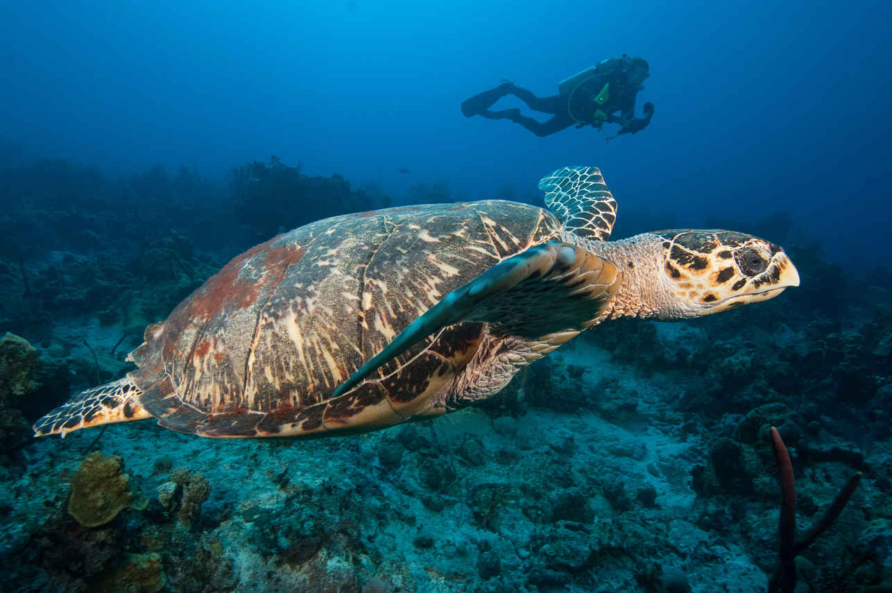 海洋生物 - Turks and Caicos Explorer II