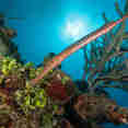 Marine Life - Turks and Caicos Explorer II
