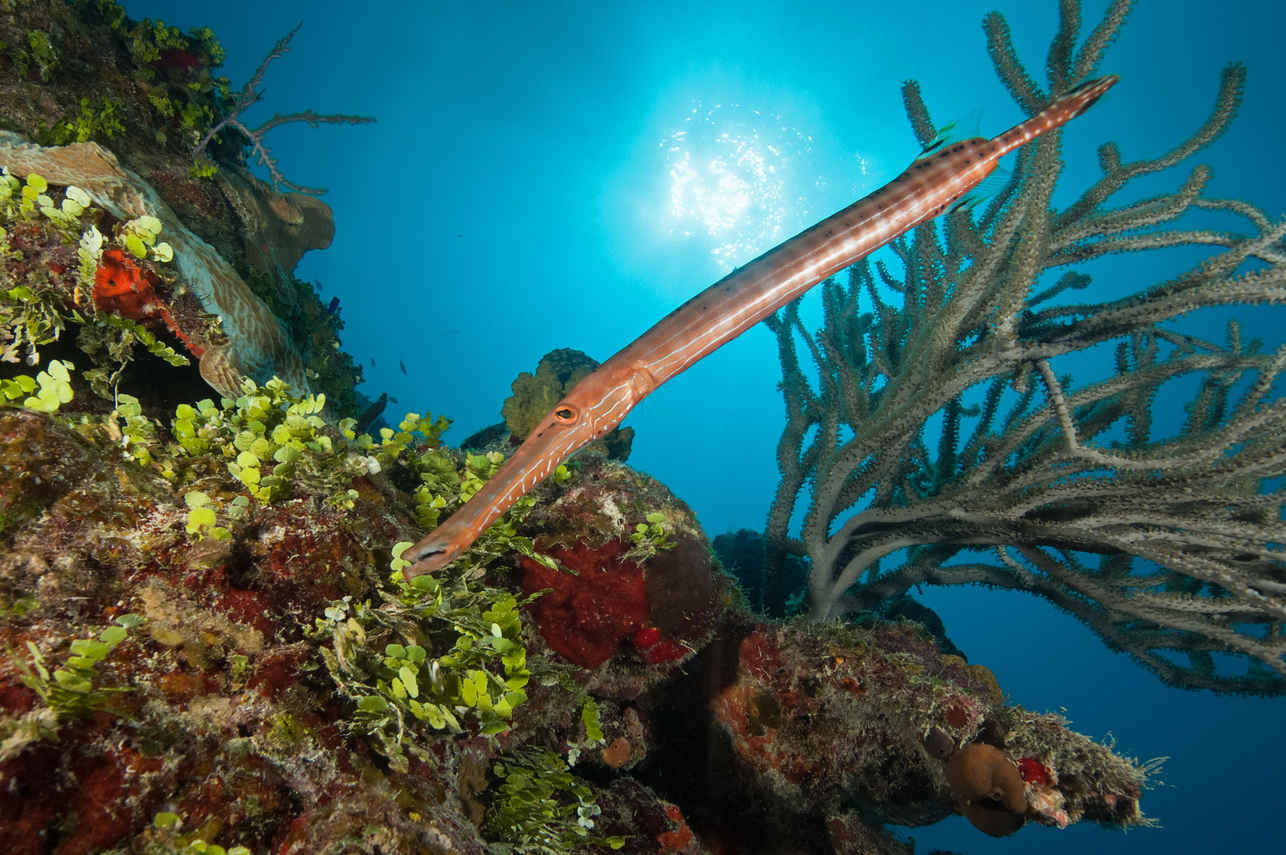 海洋生物 - Turks and Caicos Explorer II