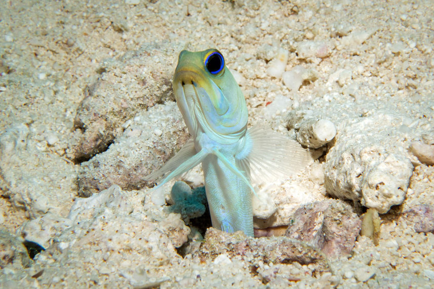 Marine Life - Turks and Caicos Explorer