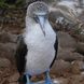 Blue Footed Booby