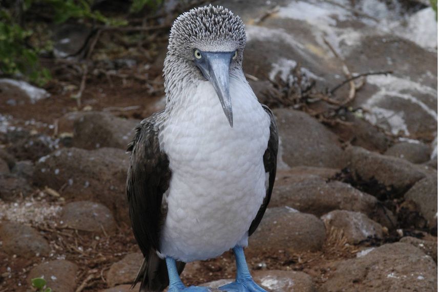 Blue Footed Booby