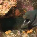 Moray Eel