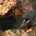 Moray Eel