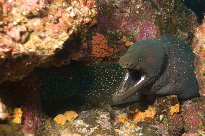 Moray Eel