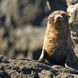 Fur Seal