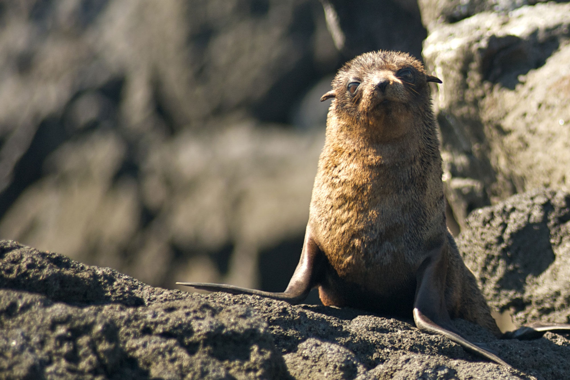 Fur Seal