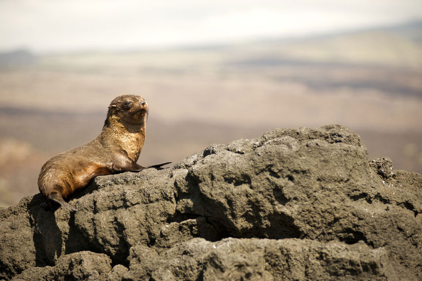 Fur Seal