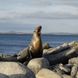 Lions de mer  - Humboldt Explorer