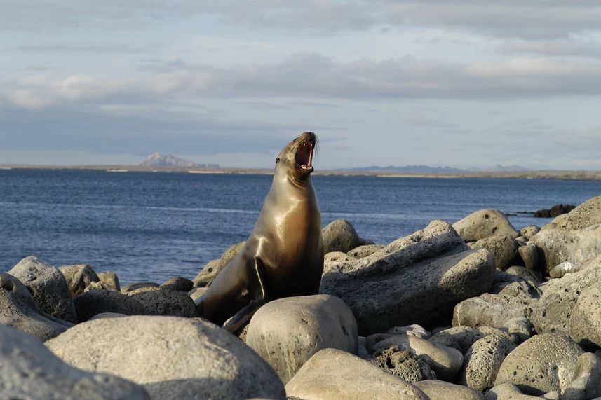 Sealions - Humboldt Explorer