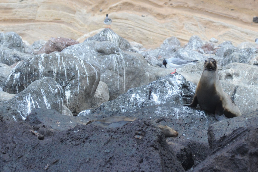 Lions de mer  - Humboldt Explorer