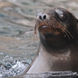 Lions de mer  - Humboldt Explorer