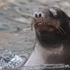 Sealions - Humboldt Explorer