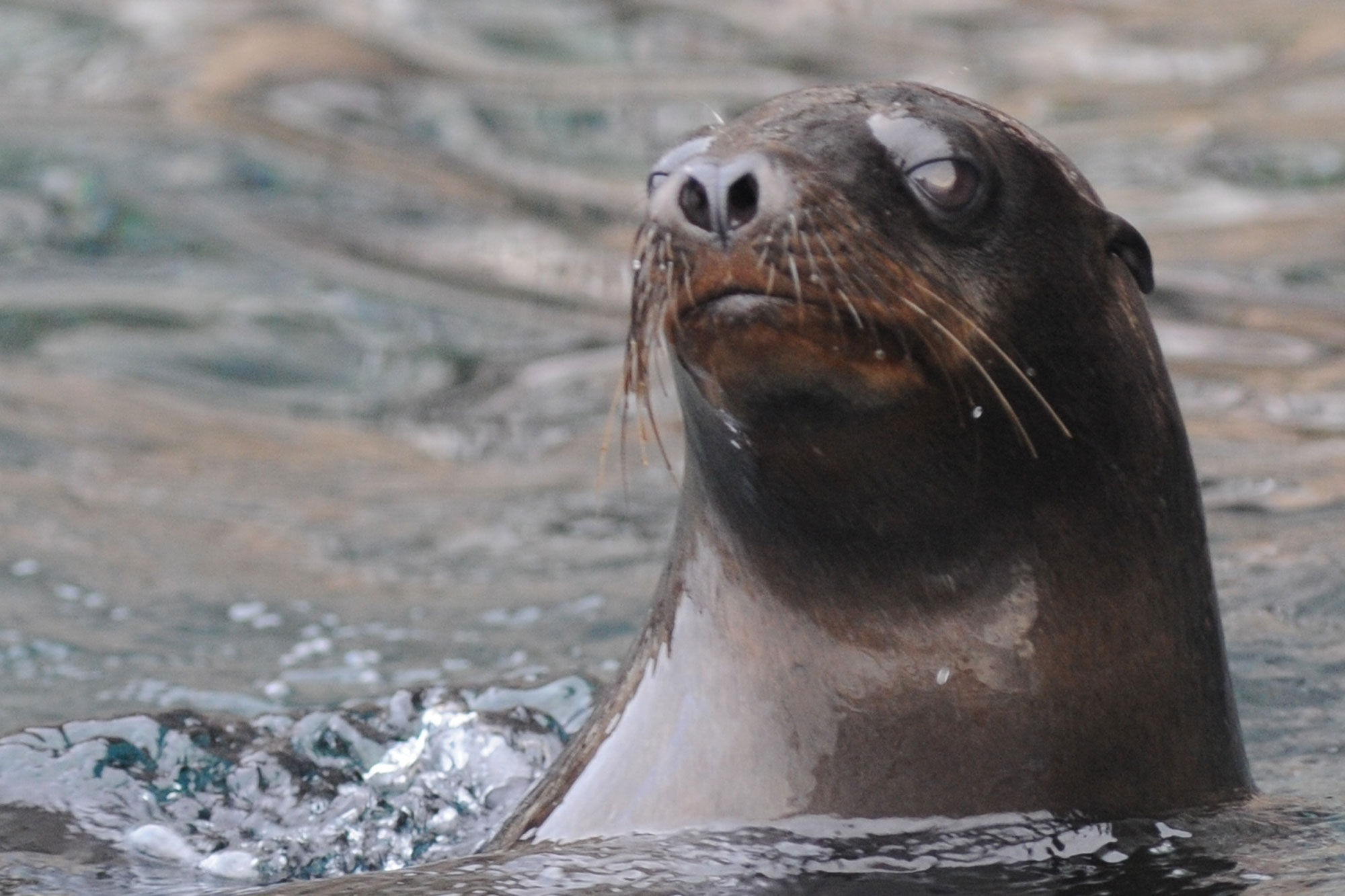 Sealions - Humboldt Explorer