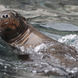 Lions de mer  - Humboldt Explorer