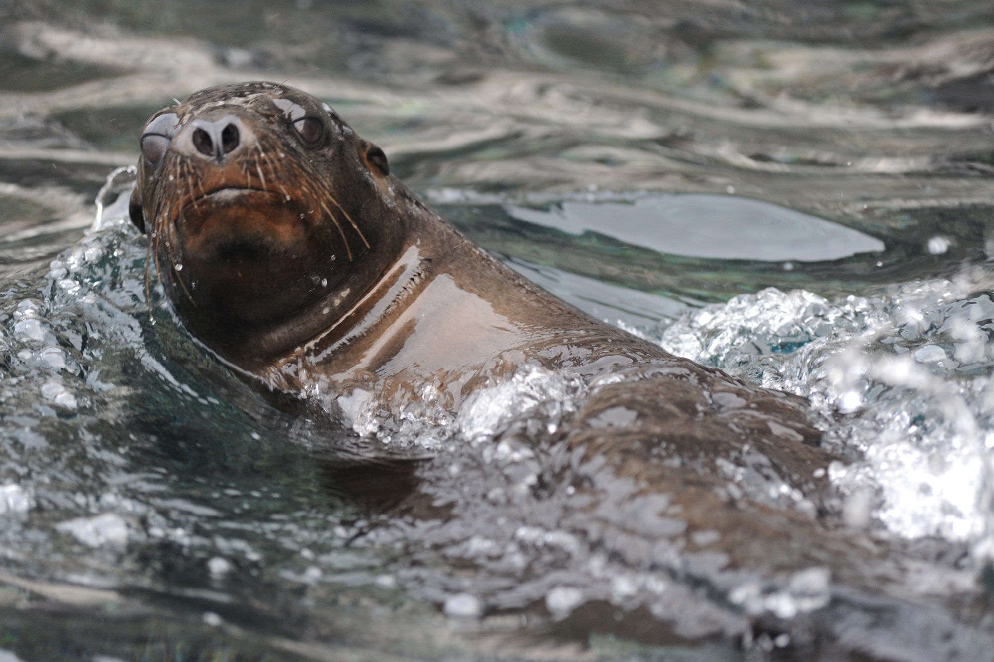 Sealions - Humboldt Explorer