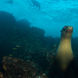 Leones de mar  - Humboldt Explorer