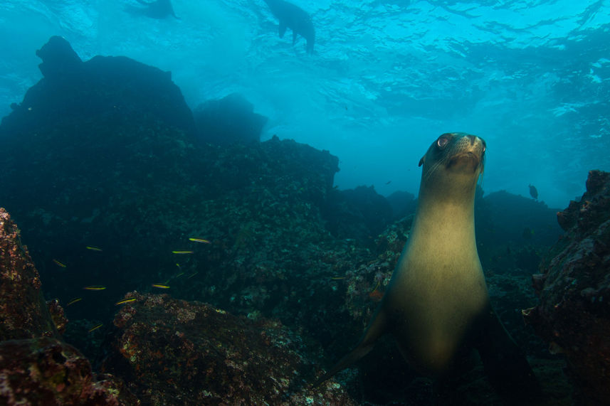 Leões Marinhos - Humboldt Explorer