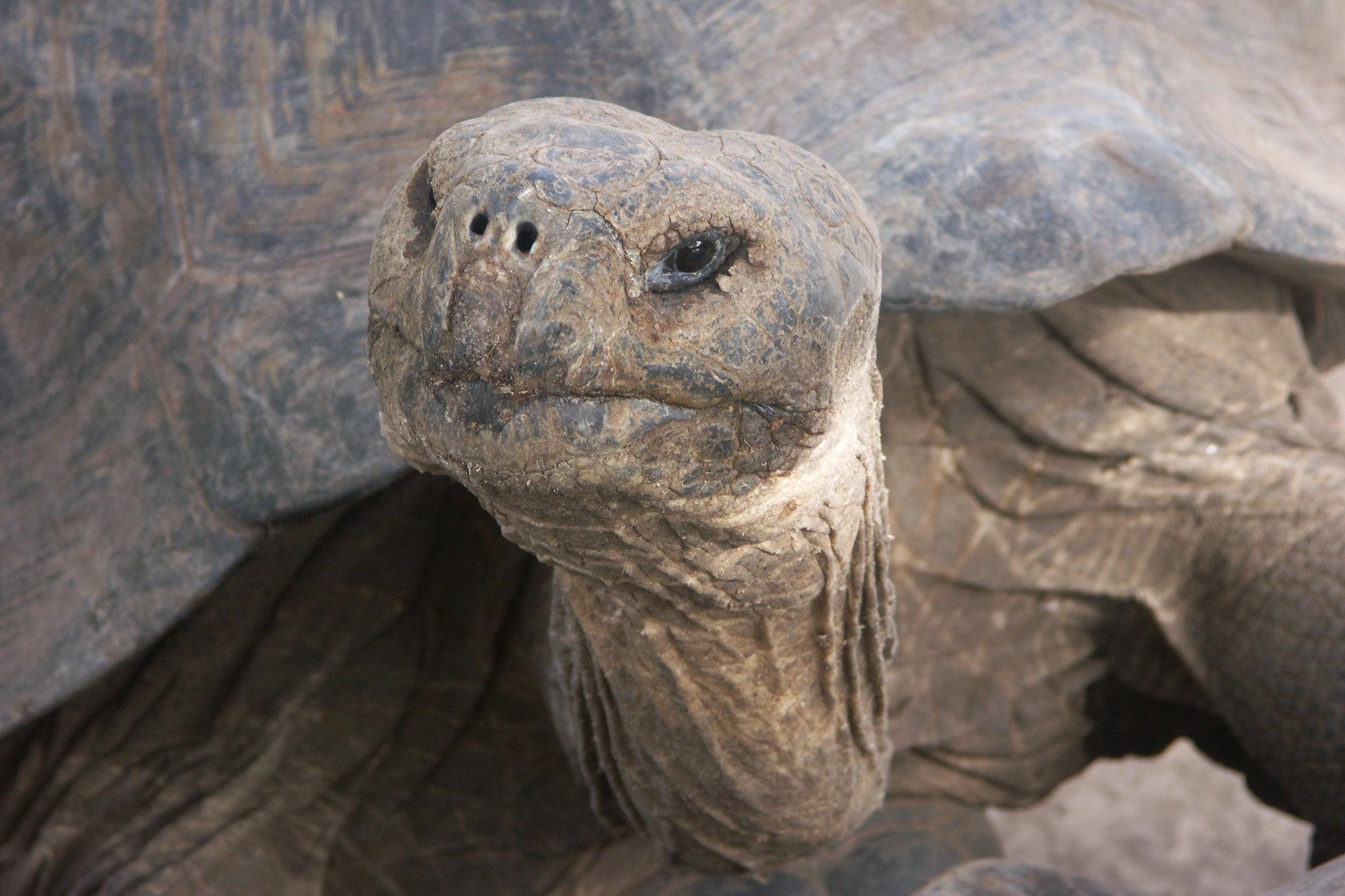 Giant Tortoise - Humboldt Explorer