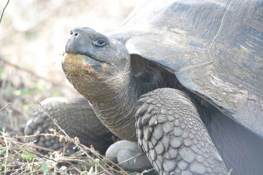 Reuzenschildpad - Humboldt Explorer