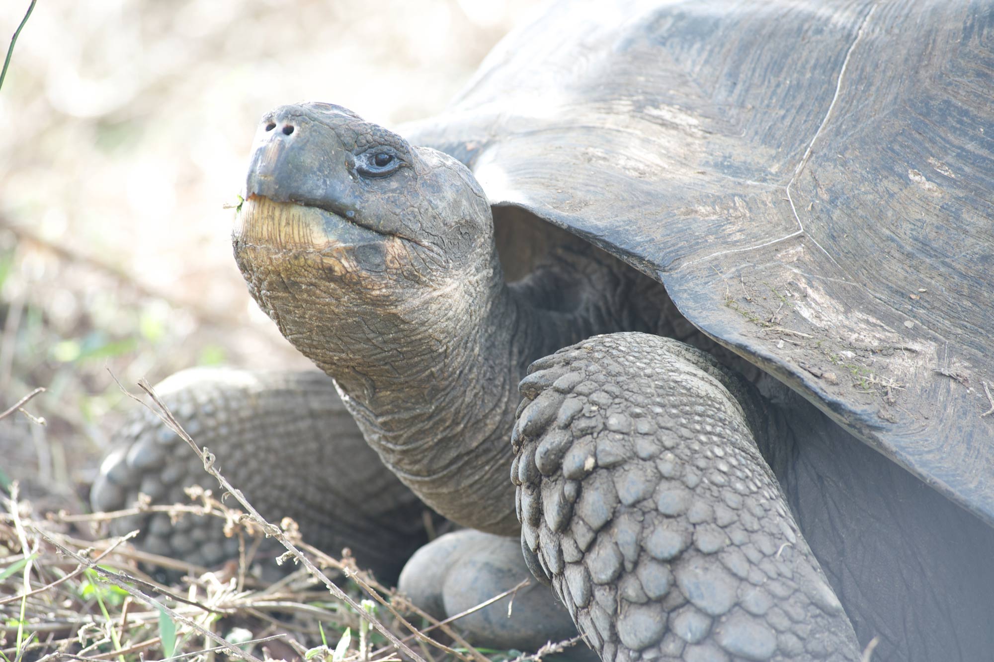 Tortue Géante  - Humboldt Explorer