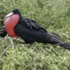 Giant Frigate Bird