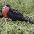 Giant Frigate Bird