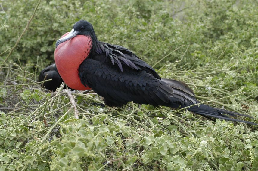 Giant Frigate Bird