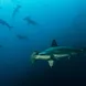 Hammerhead Sharks