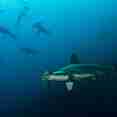Hammerhead Sharks