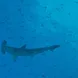 Hammerhead Shark