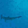 Hammerhead Shark
