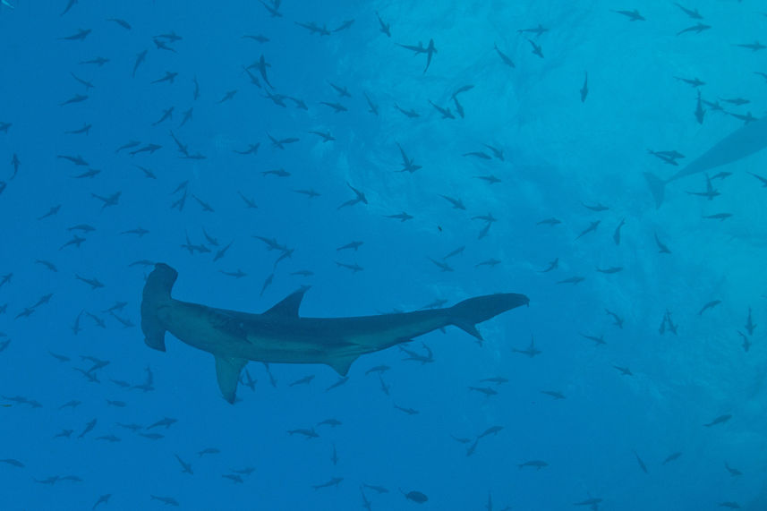 Hammerhead Shark