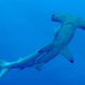 Hammerhead Shark