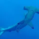 Hammerhead Shark